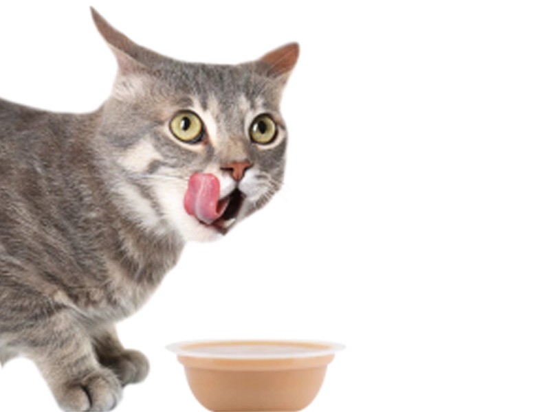 Чаша для корма из полипропилена с высокими барьерными свойствамиTJ076023A.7